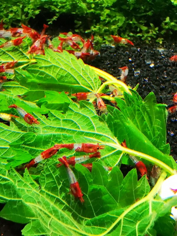 RED RILI - 1.5-2.0 CM - Image 3